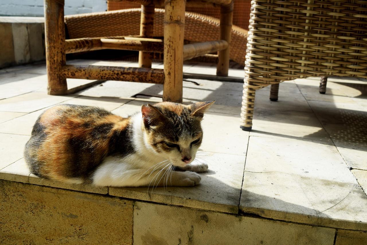 Panda Cottage Quần đảo Gili Ngoại thất bức ảnh